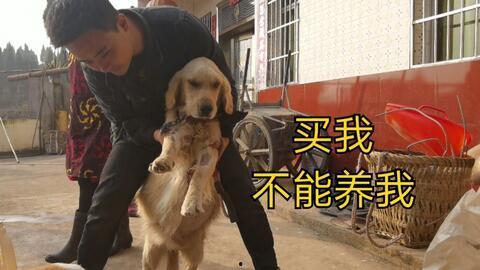 老疯杨南瓜爆料狗死视频,视频爆料引发热议